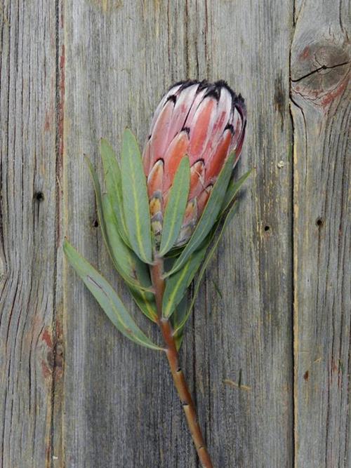 PINK PROTEA